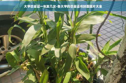 大学毕业证一年发几次-各大学的毕业证书封面图片大全