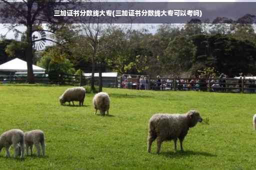 三加证书分数线大专(三加证书分数线大专可以考吗)