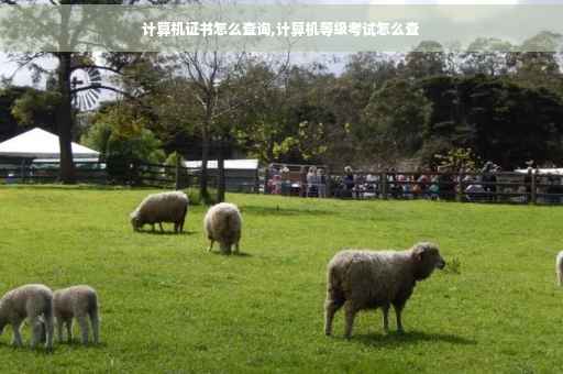 计算机证书怎么查询,计算机等级考试怎么查