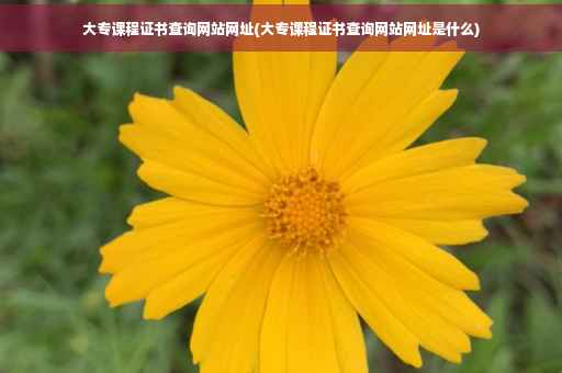 大专课程证书查询网站网址(大专课程证书查询网站网址是什么)