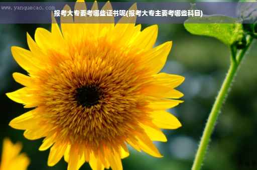 报考大专要考哪些证书呢(报考大专主要考哪些科目)