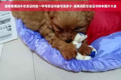 湖南普通高中毕业证的统一学号和证书编号是多少-湖南高职毕业证书样本图片大全