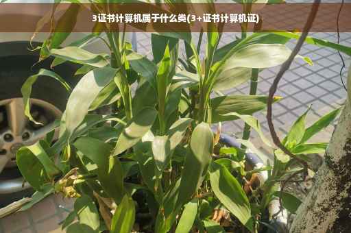 3证书计算机属于什么类(3+证书计算机证)