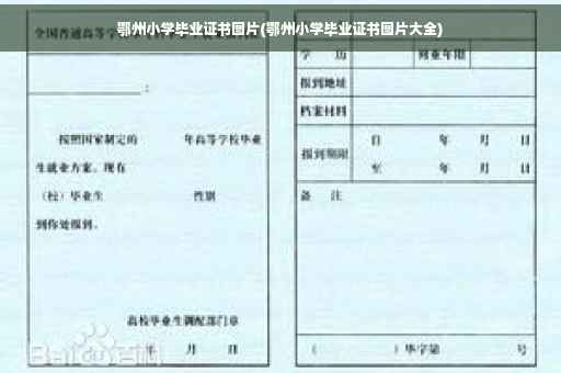 鄂州小学毕业证书图片(鄂州小学毕业证书图片大全)