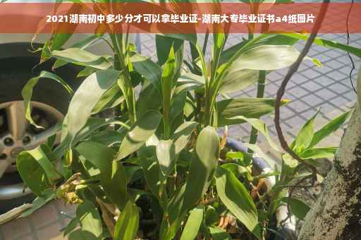 2021湖南初中多少分才可以拿毕业证-湖南大专毕业证书a4纸图片