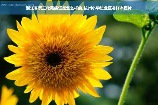 浙江省第三代残疾证是怎么样的,杭州小学毕业证书样本图片