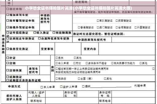 小学毕业证书摆拍图片高清(小学毕业证书摆拍图片高清大图)
