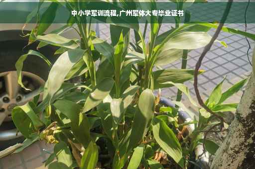 中小学军训流程,广州军体大专毕业证书