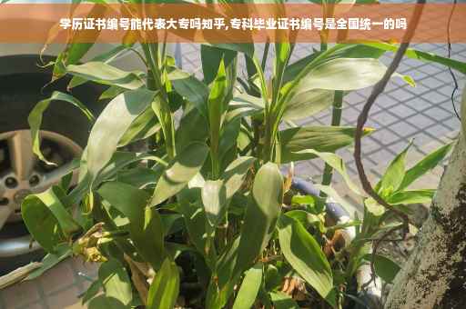 学历证书编号能代表大专吗知乎,专科毕业证书编号是全国统一的吗