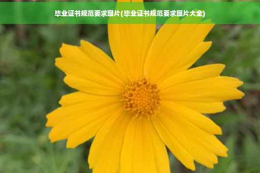 毕业证书规范要求图片(毕业证书规范要求图片大全)