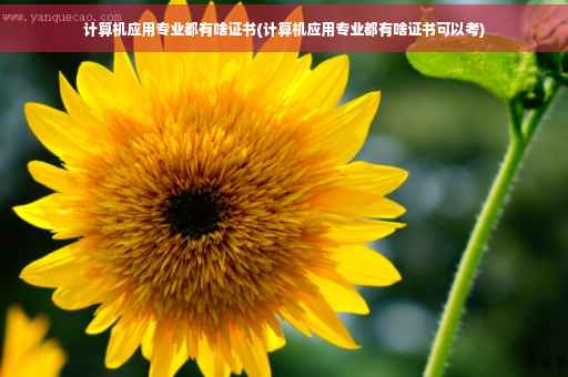 计算机应用专业都有啥证书(计算机应用专业都有啥证书可以考)