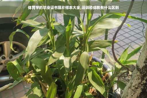 体育学的毕业证书图片样本大全,运训和体教有什么区别