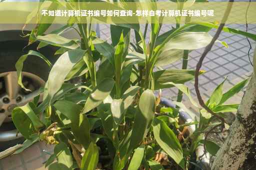 不知道计算机证书编号如何查询-怎样自考计算机证书编号呢