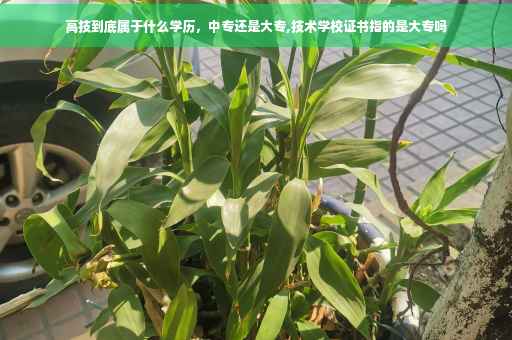 高技到底属于什么学历，中专还是大专,技术学校证书指的是大专吗