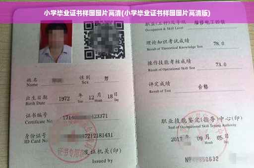 小学毕业证书样图图片高清(小学毕业证书样图图片高清版)