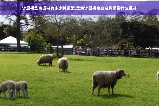 计算机华为证书有多少种类型,华为计算机专业应聘需要什么证书