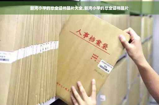 新湾小学的毕业证书图片大全,新湾小学的毕业证书图片