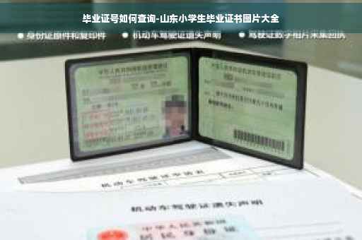 毕业证号如何查询-山东小学生毕业证书图片大全 毕业证号如何查询-山东小学生毕业证书图片大全