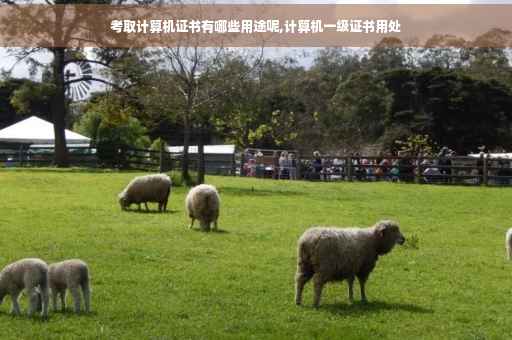 考取计算机证书有哪些用途呢,计算机一级证书用处