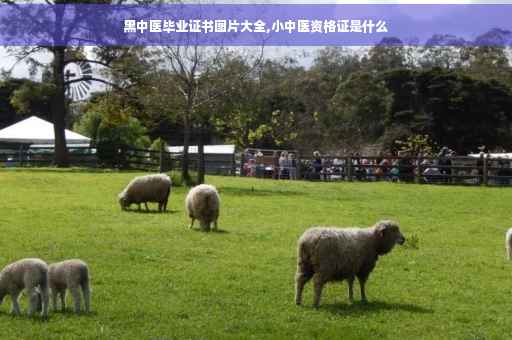 黑中医毕业证书图片大全,小中医资格证是什么