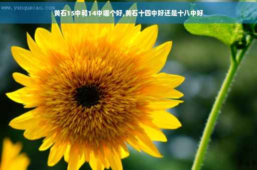 黄石15中和14中哪个好,黄石十四中好还是十八中好