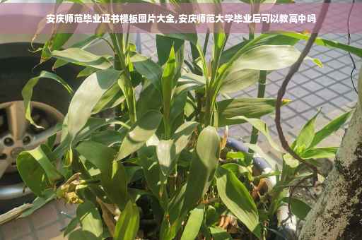 安庆师范毕业证书模板图片大全,安庆师范大学毕业后可以教高中吗