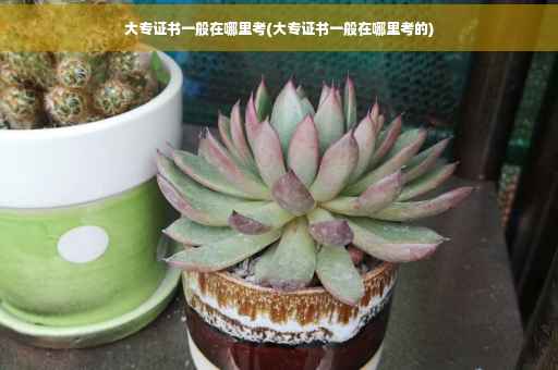 大专证书一般在哪里考(大专证书一般在哪里考的)
