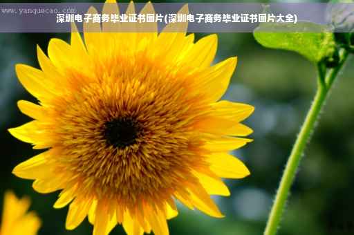 深圳电子商务毕业证书图片(深圳电子商务毕业证书图片大全)