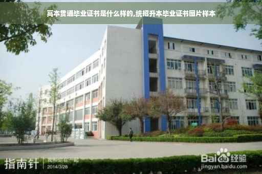 高本贯通毕业证书是什么样的,统招升本毕业证书图片样本