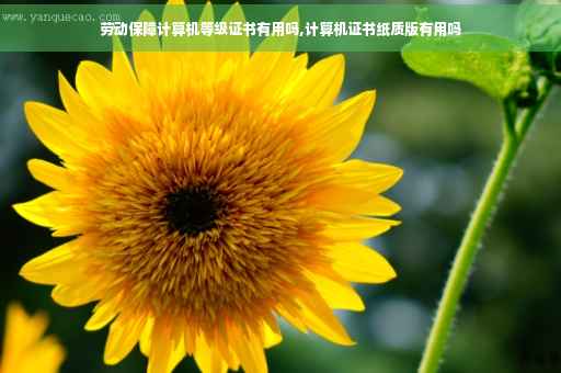 劳动保障计算机等级证书有用吗,计算机证书纸质版有用吗