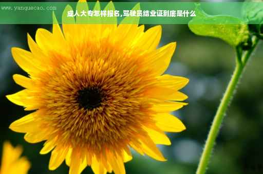 成人大专怎样报名,驾驶员结业证到底是什么