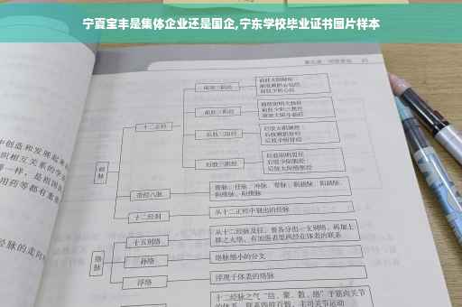 宁夏宝丰是集体企业还是国企,宁东学校毕业证书图片样本