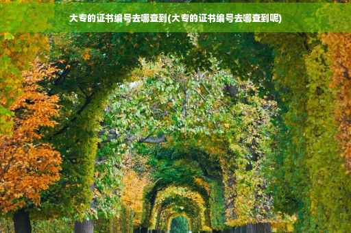 大专的证书编号去哪查到(大专的证书编号去哪查到呢) 大专的证书编号去哪查到(大专的证书编号去哪查到呢)
