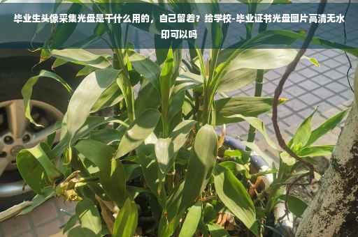 毕业生头像采集光盘是干什么用的，自己留着？给学校-毕业证书光盘图片高清无水印可以吗