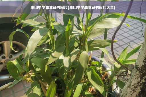 李山中学毕业证书图片(李山中学毕业证书图片大全)