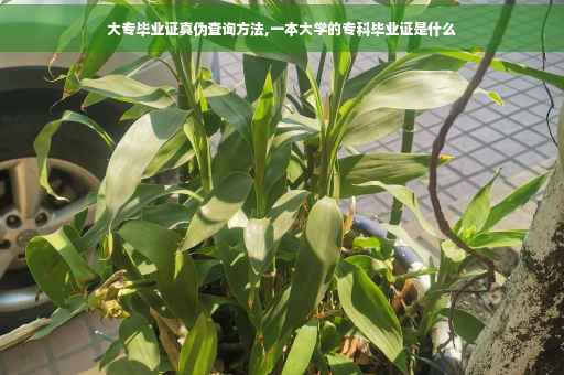 大专毕业证真伪查询方法,一本大学的专科毕业证是什么