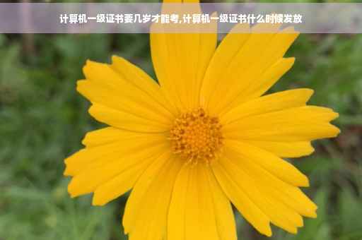 计算机一级证书要几岁才能考,计算机一级证书什么时候发放