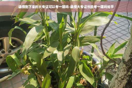 函授刚下来的大专证可以考一建吗-函授大专证书能考一建吗知乎