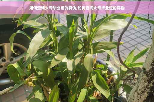 如何查询大专毕业证的真伪,如何查询大专毕业证的真伪