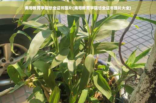 南粤教育学院毕业证书图片(南粤教育学院毕业证书图片大全)
