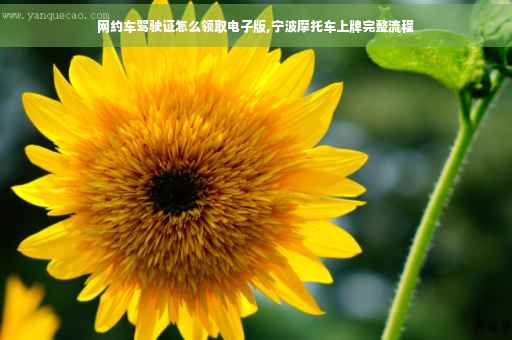 网约车驾驶证怎么领取电子版,宁波摩托车上牌完整流程