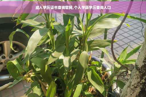 成人学历证书查询官网,个人学籍学历查询入口