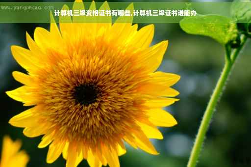 计算机三级资格证书有哪些,计算机三级证书谁能办