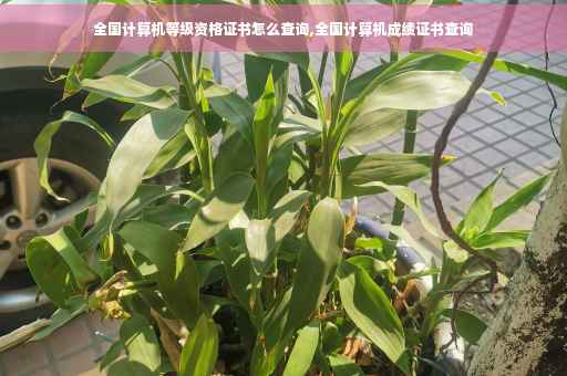 全国计算机等级资格证书怎么查询,全国计算机成绩证书查询