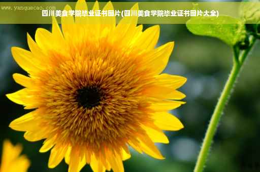 四川美食学院毕业证书图片(四川美食学院毕业证书图片大全)