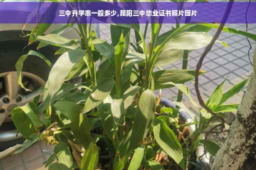 三中升学率一般多少,昆阳三中毕业证书照片图片