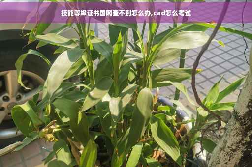技能等级证书国网查不到怎么办,cad怎么考试