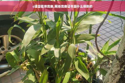 c语言程序竞赛,网络竞赛证书算什么级别的