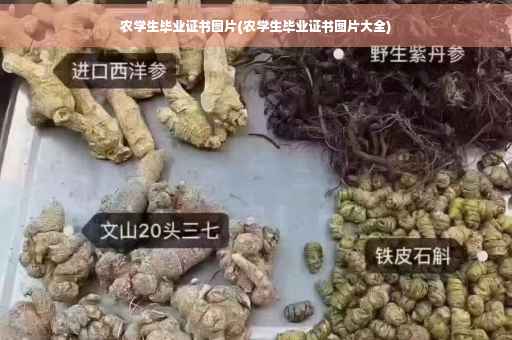 农学生毕业证书图片(农学生毕业证书图片大全)
