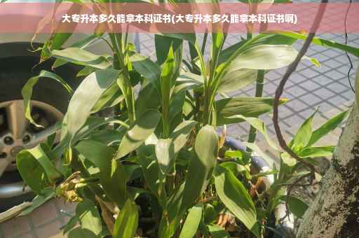 大专升本多久能拿本科证书(大专升本多久能拿本科证书啊)